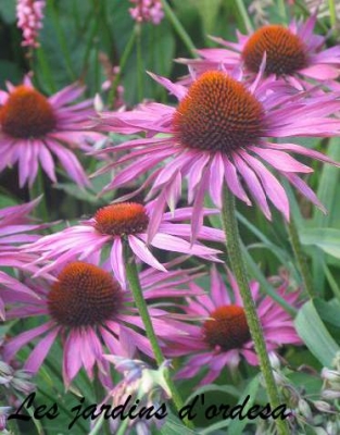 Echinacea maxima 
